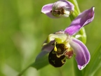 Ophrys abeille