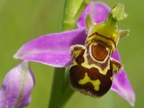 Ophrys abeille