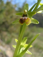 Ophrys litigieux