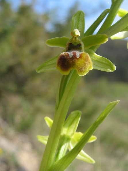 Ophrys_litigieux_01.jpg