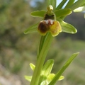 Ophrys litigieux