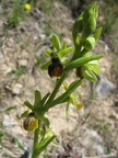 Ophrys litigieux