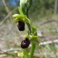 Ophrys_litigieux_03.jpg