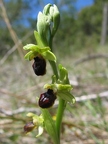 Ophrys litigieux
