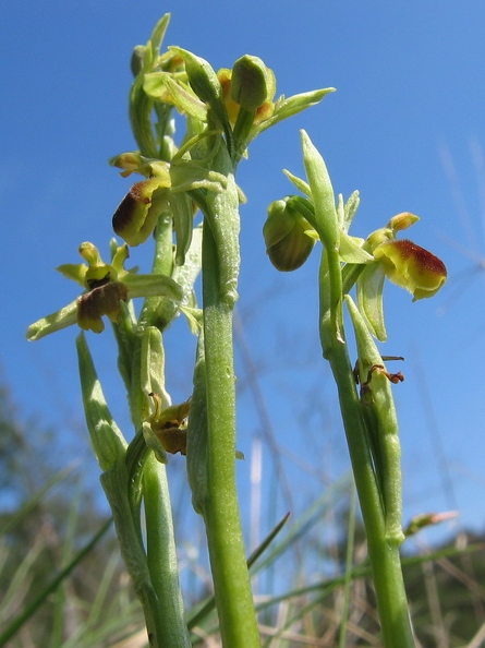 Ophrys_litigieux_04.jpg