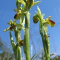 Ophrys_litigieux_04.jpg