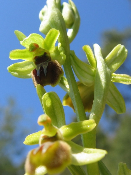 Ophrys_litigieux_05.jpg