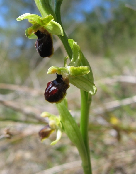 Ophrys_litigieux_06.jpg