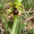 Ophrys_litigieux_07.jpg