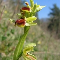 Ophrys_litigieux_08.jpg