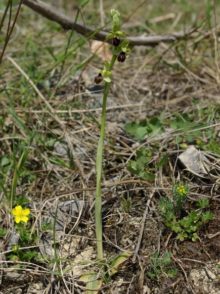 Ophrys_litigieux_09.jpg