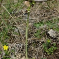 Ophrys_litigieux_09.jpg