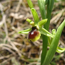 Ophrys litigiosa