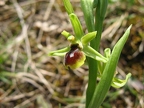 Ophrys litigieux