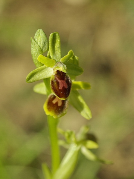 Ophrys_litigieux_11.jpg