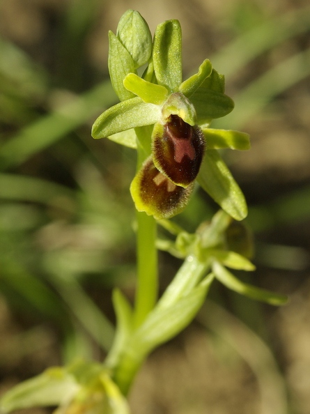 Ophrys_litigieux_12.jpg