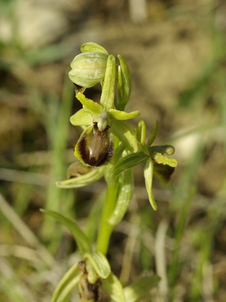 Ophrys_litigieux_13.jpg