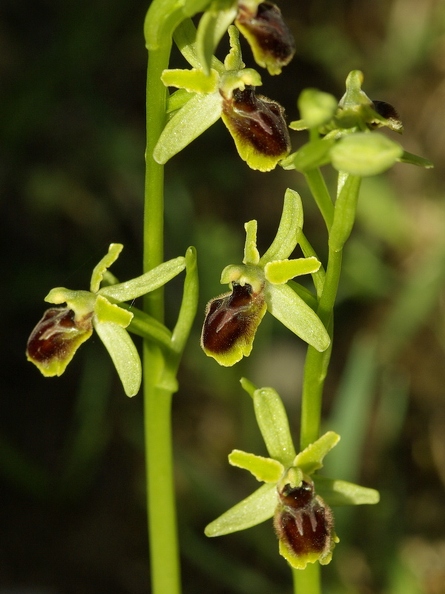Ophrys_litigieux_14.jpg