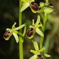 Ophrys_litigieux_14.jpg