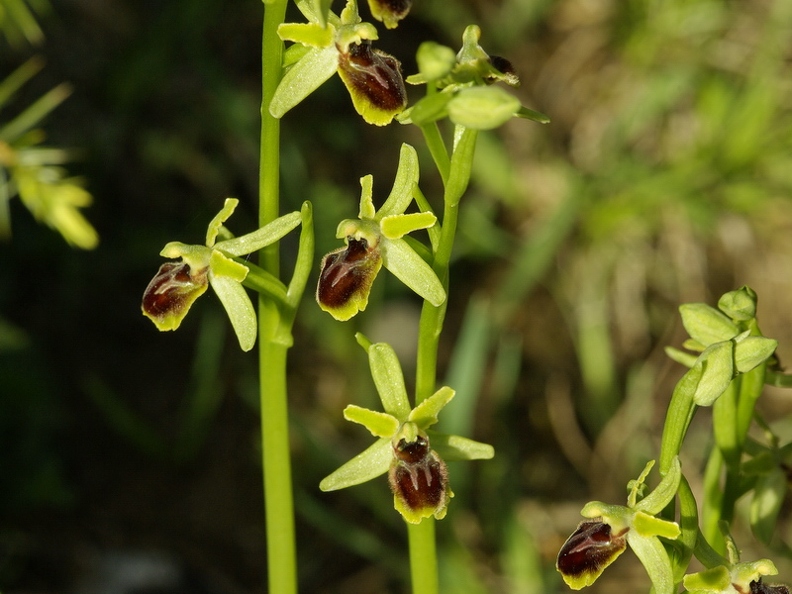 Ophrys_litigieux_15.jpg