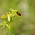 Ophrys_litigieux_16.jpg