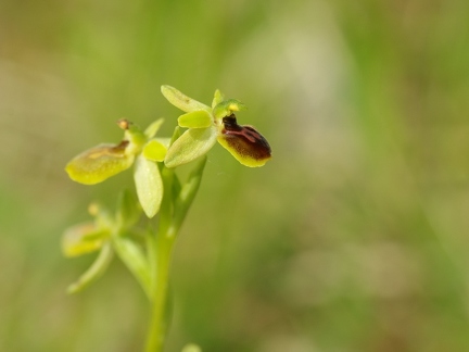 Ophrys litigieux