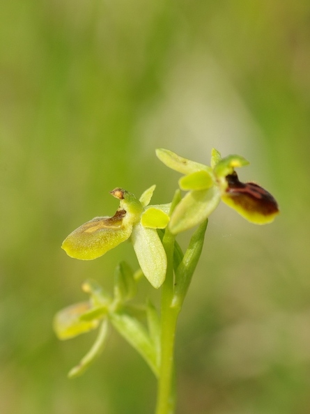 Ophrys litigieux