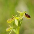 Ophrys_litigieux_17.jpg