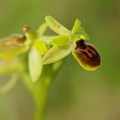 Ophrys_litigieux_18.jpg