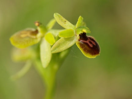 Ophrys litigieux