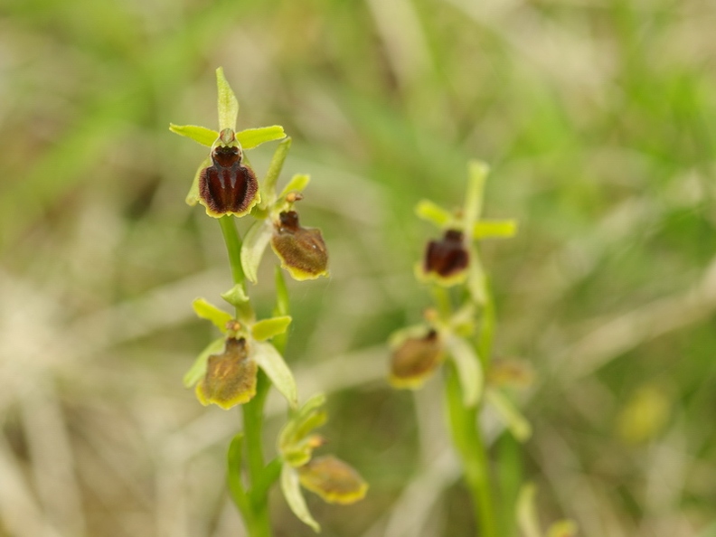 Ophrys_litigieux_19.jpg