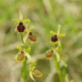 Ophrys_litigieux_19.jpg