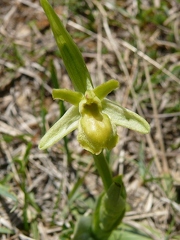 Ophrys litigieux forme chlorantha