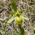 Ophrys_litigieux_20.jpg
