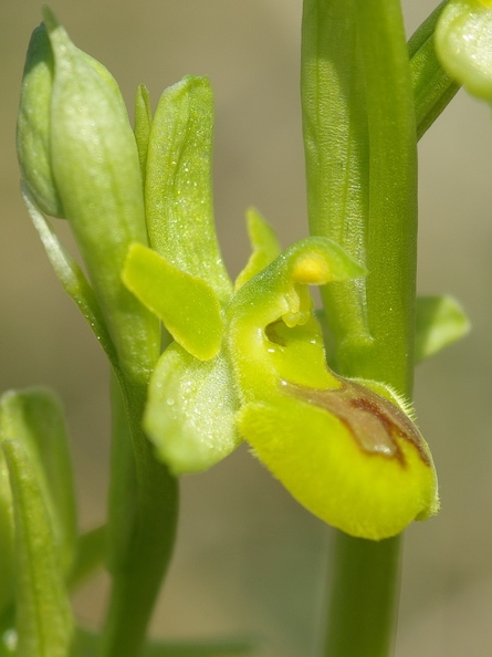 Ophrys_litigieux_21.jpg