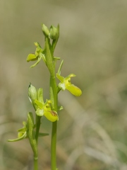 Ophrys litigieux var. chlorantha