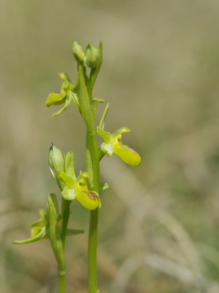 Ophrys_litigieux_22.jpg