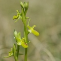 Ophrys litigieux var. chlorantha