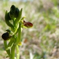 Ophrys_litigieux_23.jpg