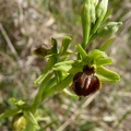Ophrys_litigieux_24.jpg