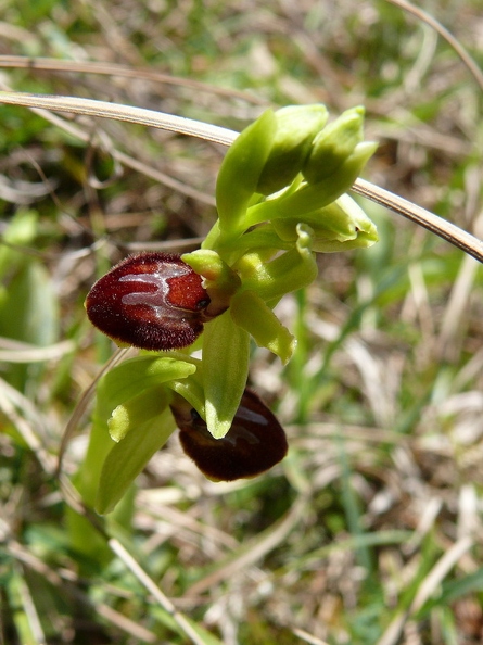 Ophrys_litigieux_25.jpg