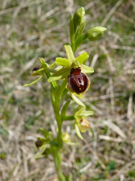 Ophrys_litigieux_26.jpg