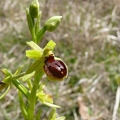 Ophrys_litigieux_27.jpg