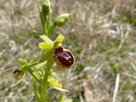 Ophrys litigieux