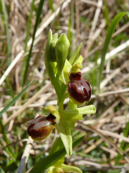 Ophrys_litigieux_28.jpg