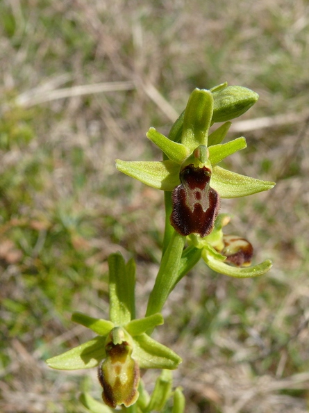 Ophrys_litigieux_29.jpg