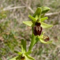 Ophrys_litigieux_29.jpg