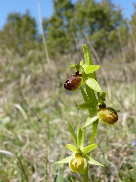 Ophrys_litigieux_30.jpg