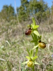 Ophrys litigieux
