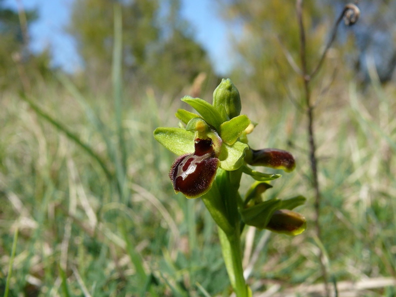 Ophrys_litigieux_31.jpg